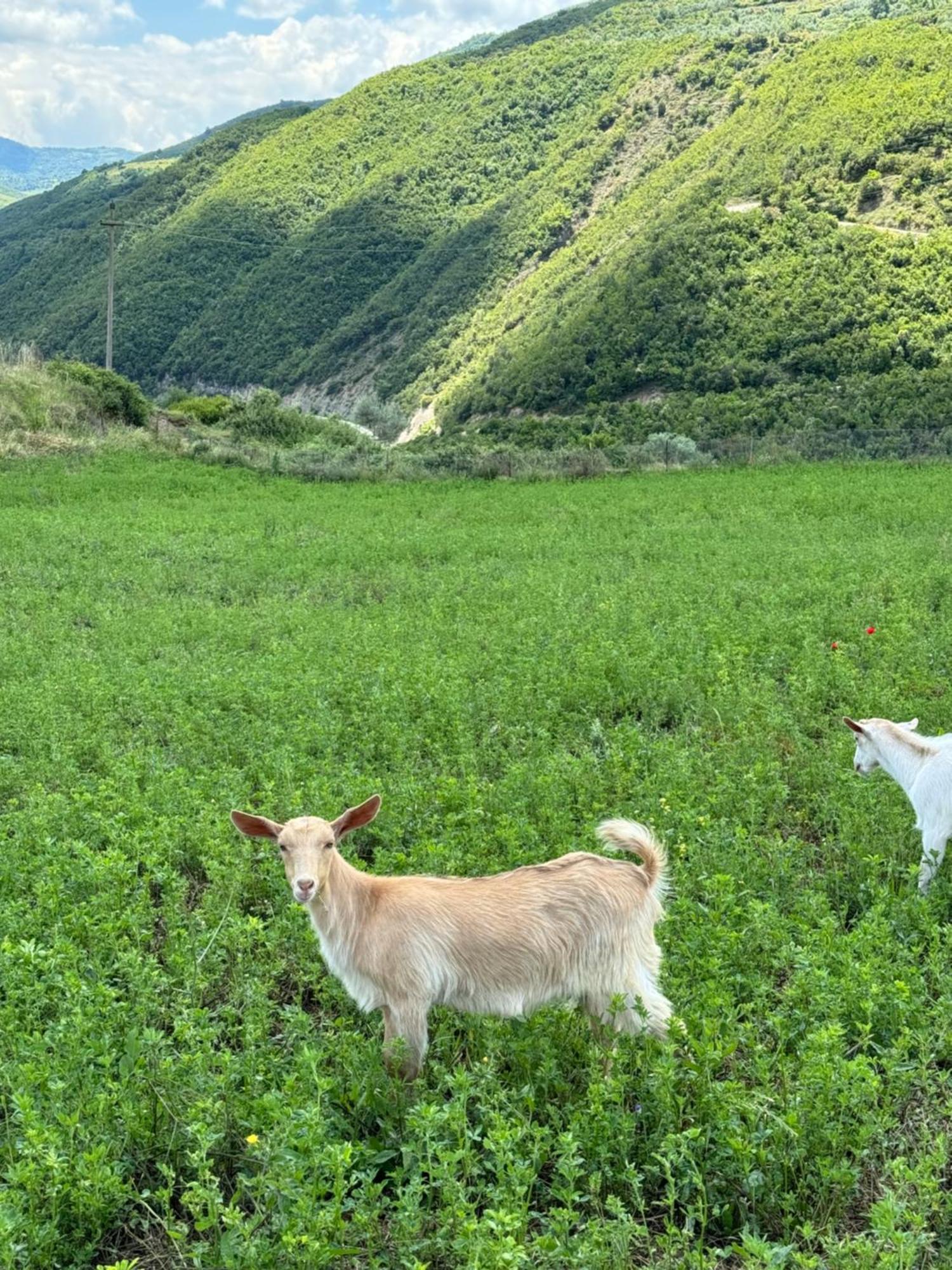 فندق Farm River And Kanoe Polican المظهر الخارجي الصورة