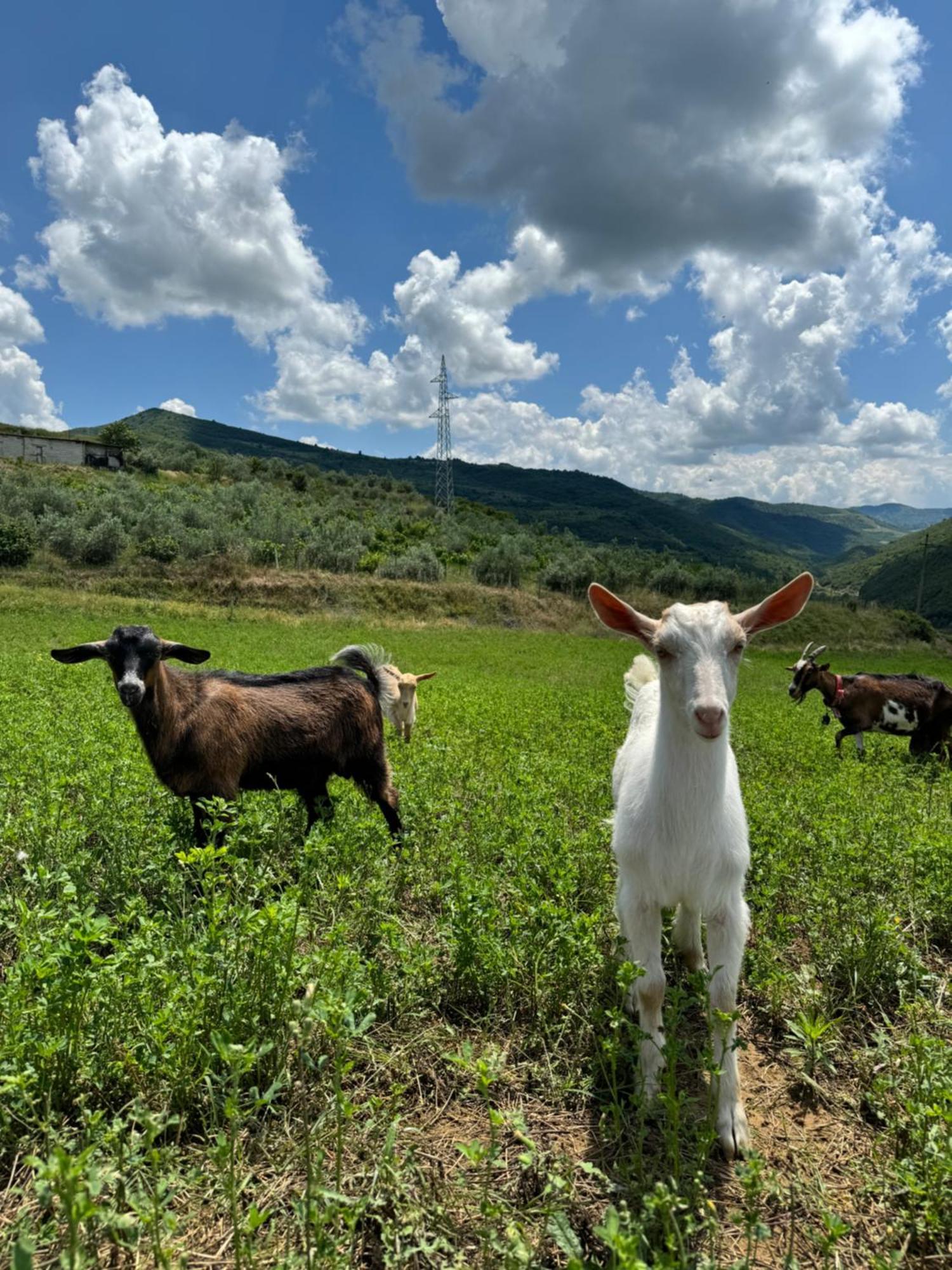 فندق Farm River And Kanoe Polican المظهر الخارجي الصورة