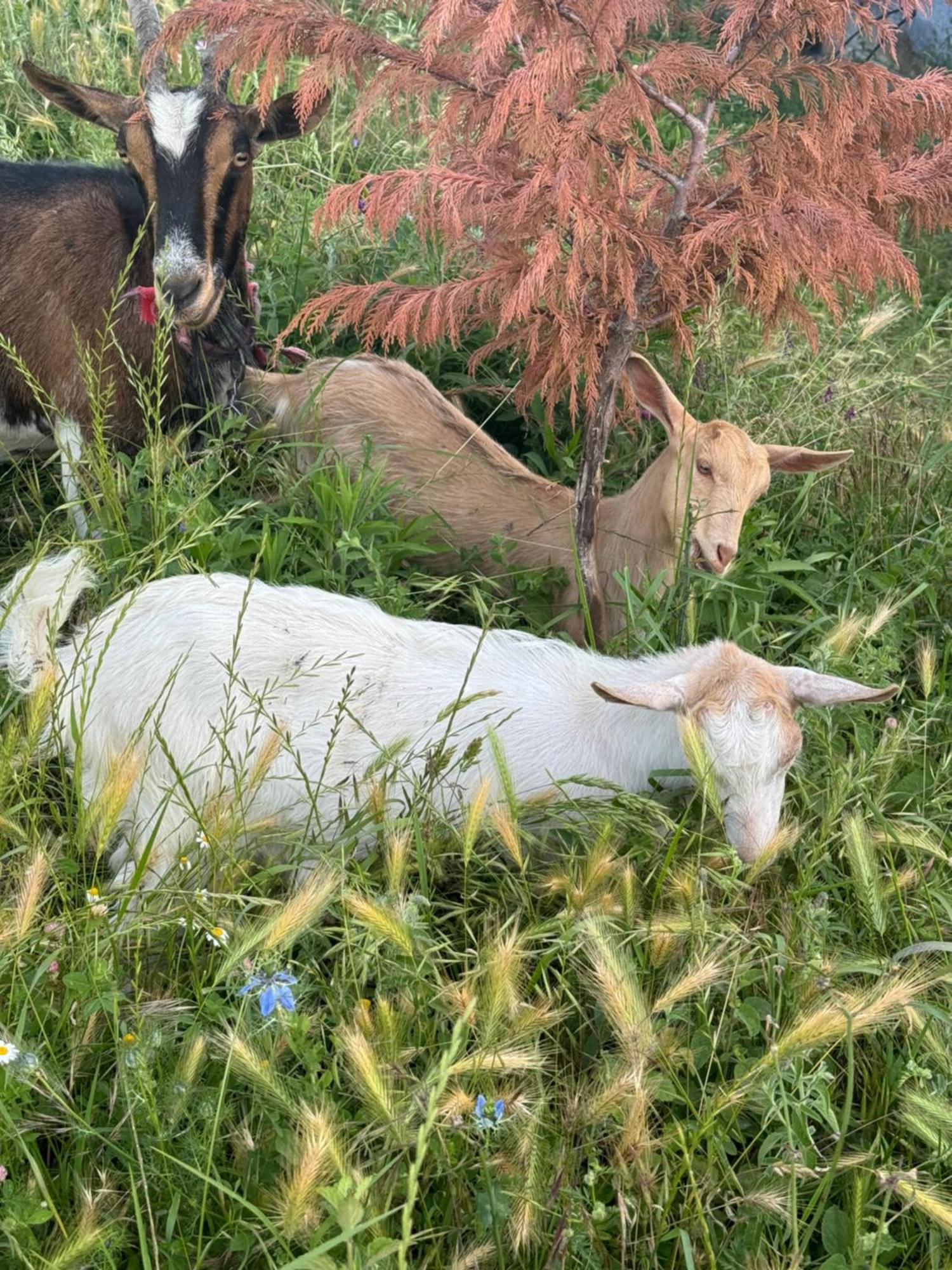 فندق Farm River And Kanoe Polican المظهر الخارجي الصورة